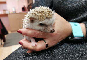 Dzień Jeża foto 1
