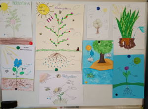 The photosynthesis - the flipped classroom