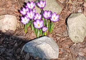 Powitanie wiosny w klasach I–III