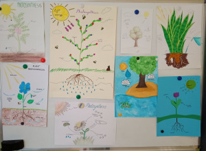 The photosynthesis - the flipped classroom